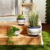 Summerfield Terrace Cobalt Planters Trio